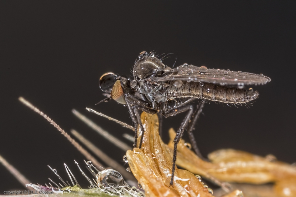 Bocheldansvlieg (Bicellaria spec.) - Geleedpotigen - Bocheldansvlieg