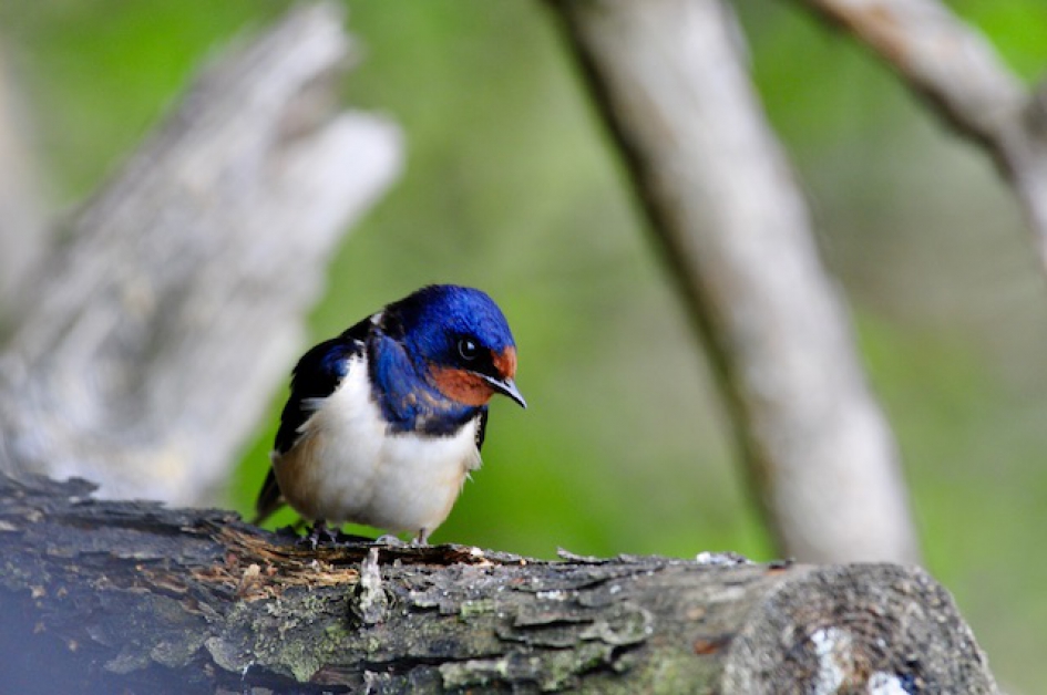 boerenzwaluw - Vogels - boerenzwaluw