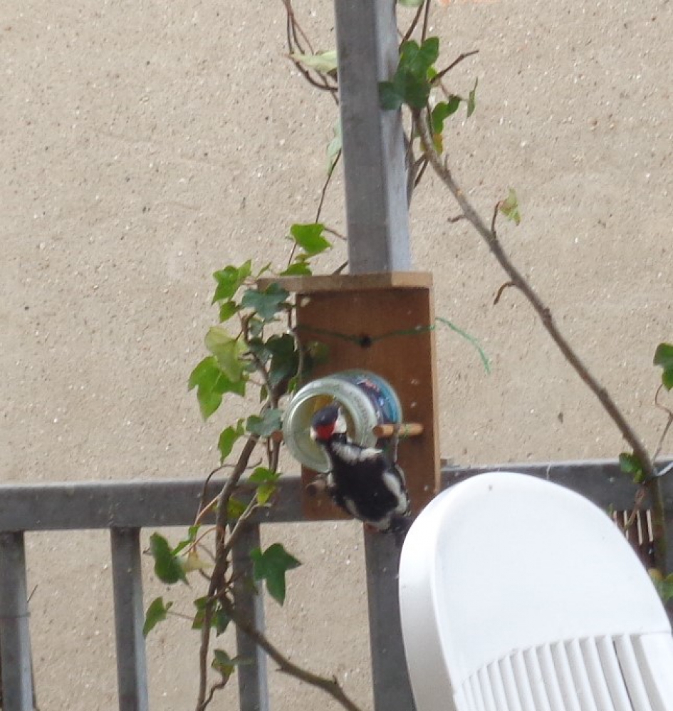 Bonte Specht probeert te eten uit voerpot op balkon - Vogels - 