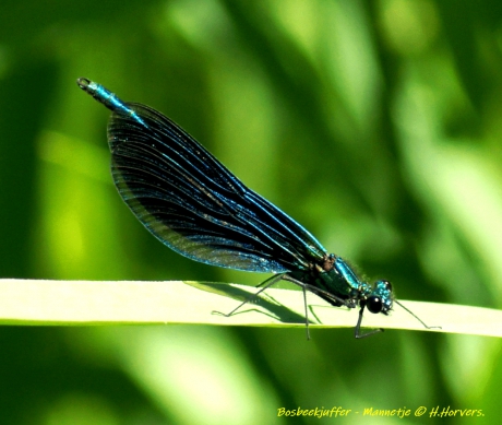 Bosbeekjuffer - mannetje