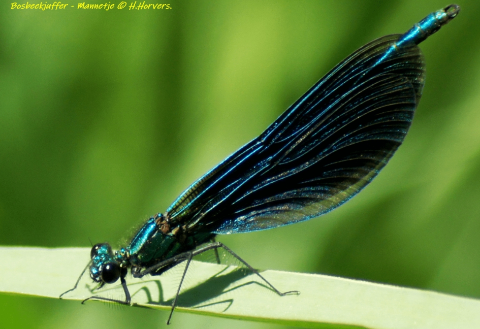 Bosbeekjuffer - mannetje - Geleedpotigen - Bosbeekjuffer - mannetje