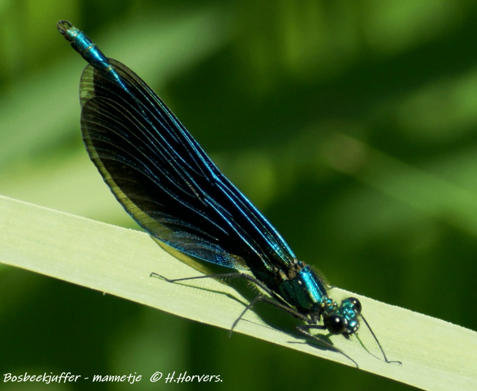 Bosbeekjuffer - mannetje - Geleedpotigen - Bosbeekjuffer - mannetje