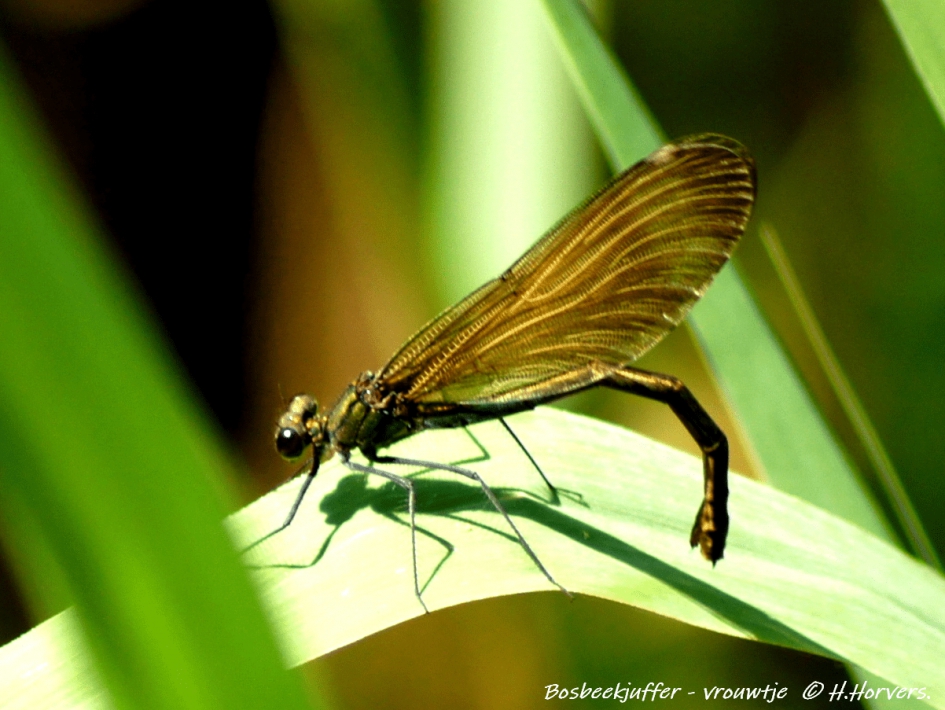Bosbeekjuffer - vrouwtje - Geleedpotigen - Bosbeekjuffer - vrouwtje