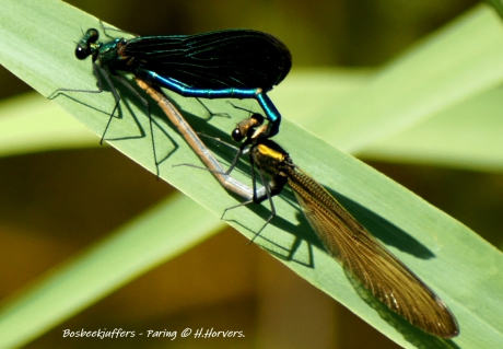 Bosbeekjuffers - Paring.