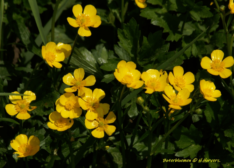 Boterbloemen. - Planten - Boterbloemen.