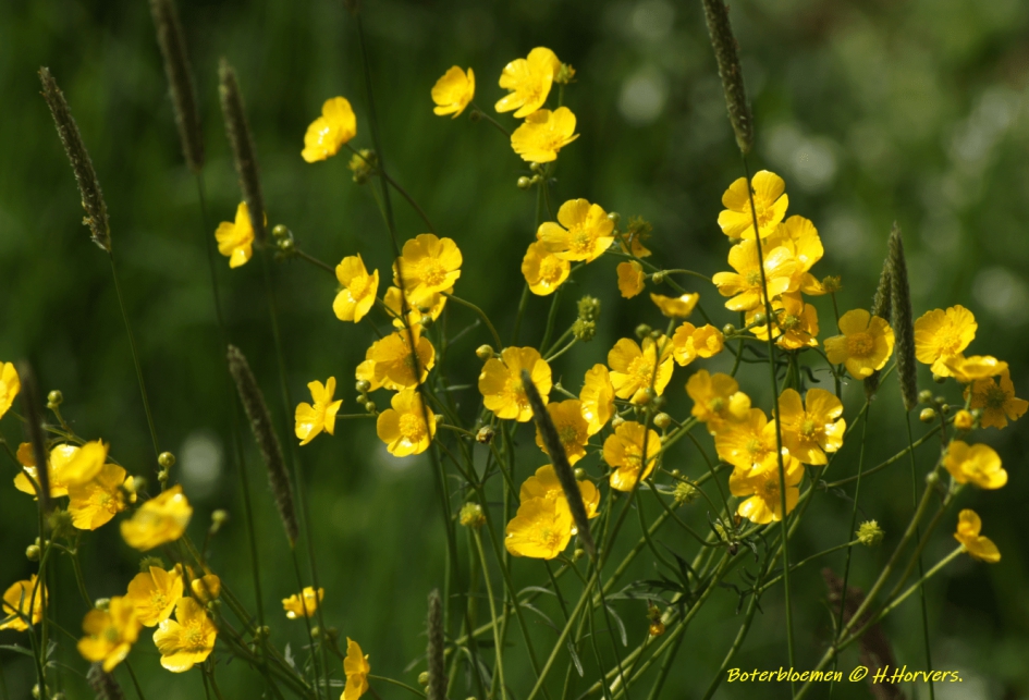 Boterbloemen - Planten - Boterbloemen
