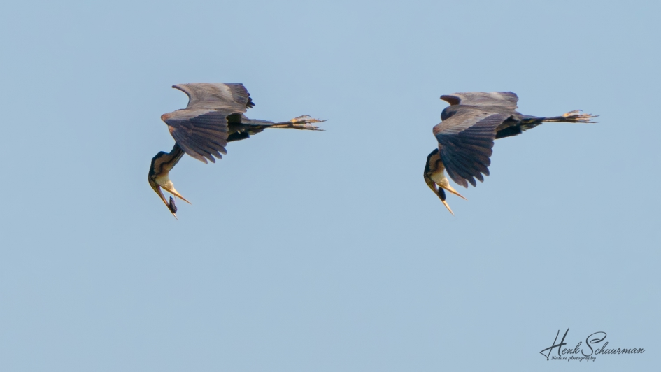 Braakbal purperreiger - Vogels - Purperreiger