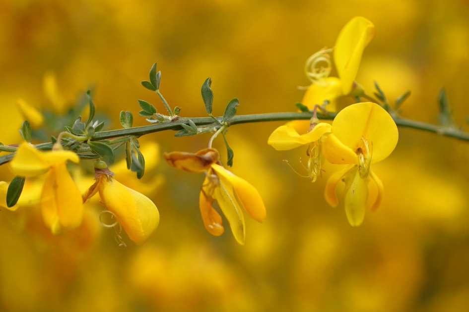 brem - Planten - brem