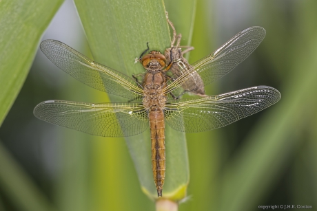 Bruine korenbout (Libellula fulva)