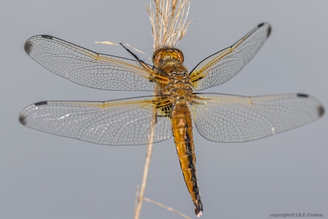 Bruine korenbout (Libellula fulva)