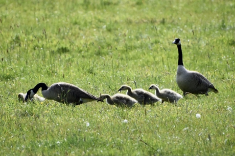 Canadese familie