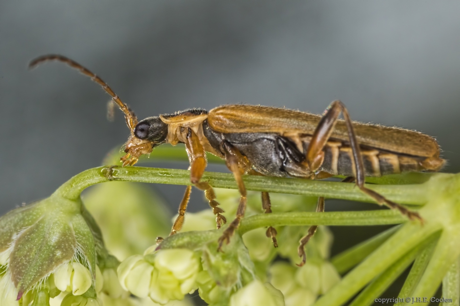 Cantharis decipiens - Geleedpotigen - 