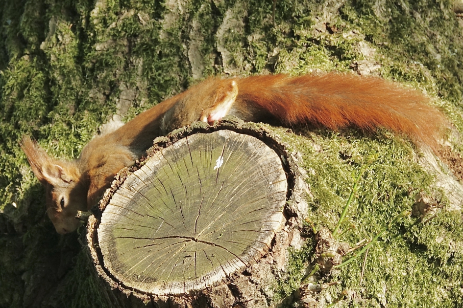 Chillen op hoogte - Zoogdieren - Eekhoorn
