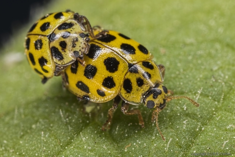 Citroenlieveheersbeestje (Psyllobora vigintiduopunctata)