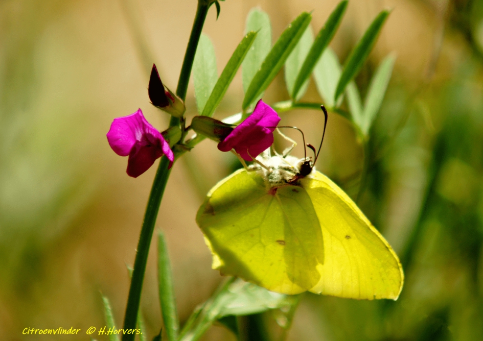 Citroenvlinder - Geleedpotigen - Citroenvlinder