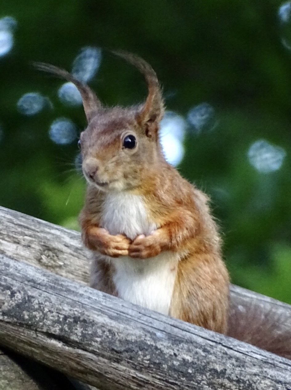Dag 2: eekhoorn Harrie - Zoogdieren - Rode eekhoorn