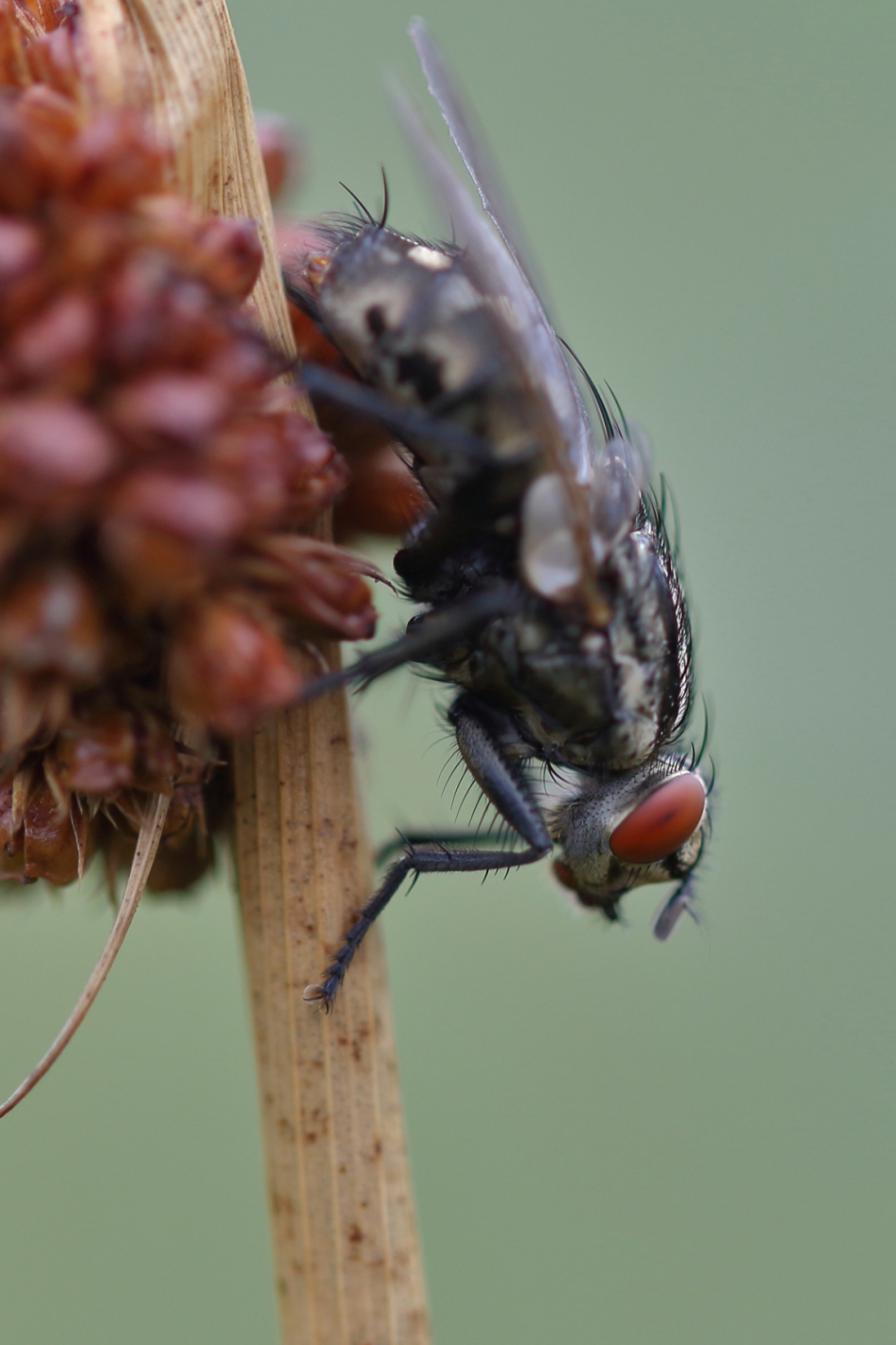 dambordvlieg - Planten - dambordvlieg