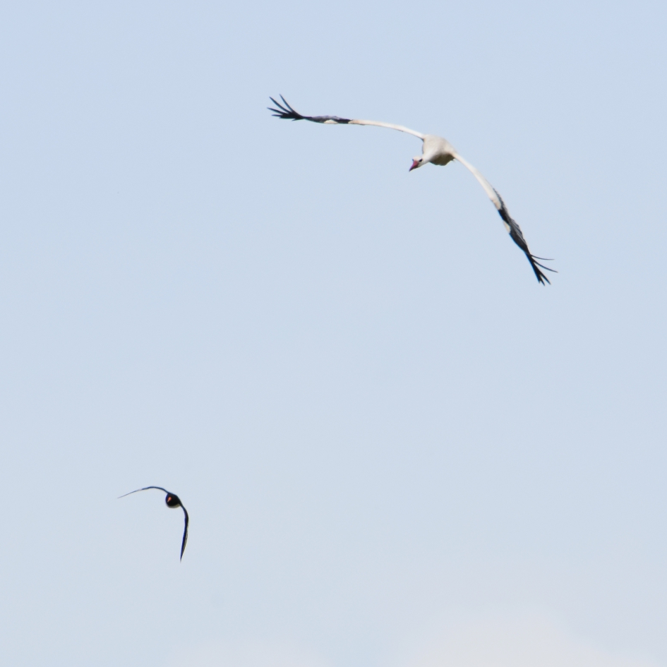 Dappere scholekster deel 2 - Vogels - Ooievaar en Scholekster