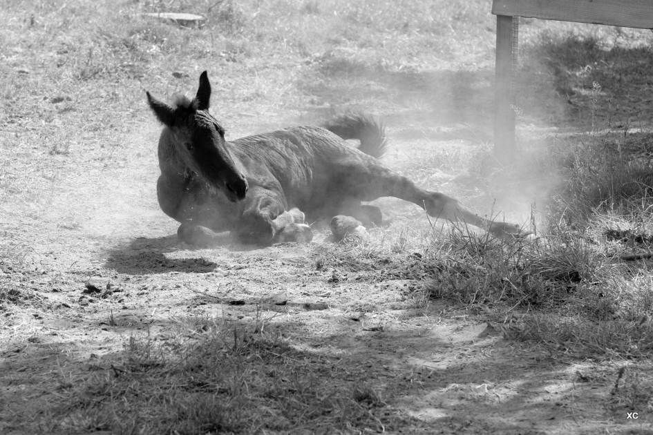 Dartel veulen rolt door het zand - Zoogdieren - 