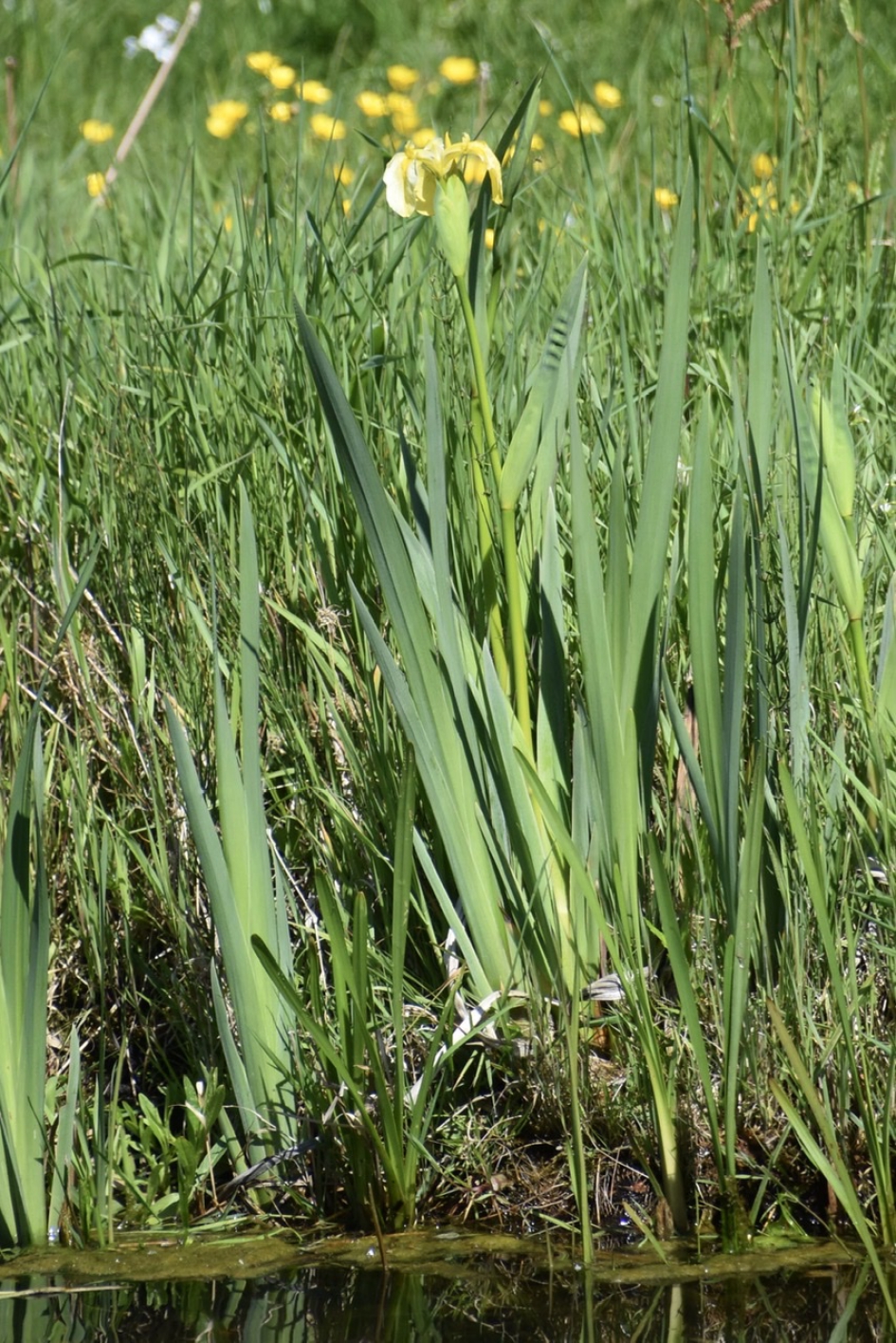 De eerste gele lis - Planten - 