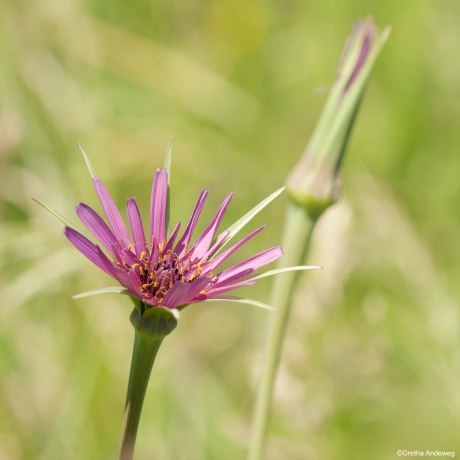 De morgensterren staan ook weer in bloei.