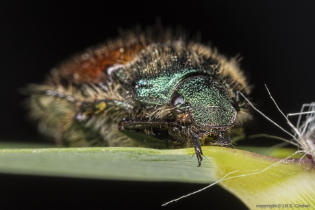 De rozenkever, Johanneskever of tuinkever.