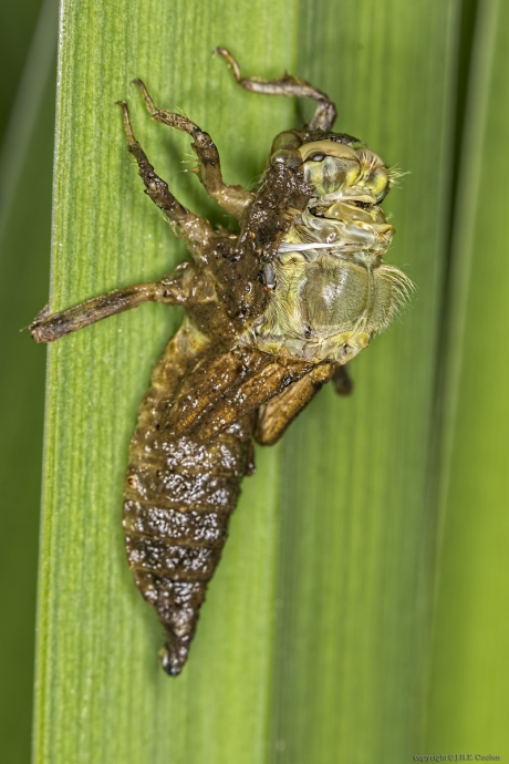 De uitbraak van.....