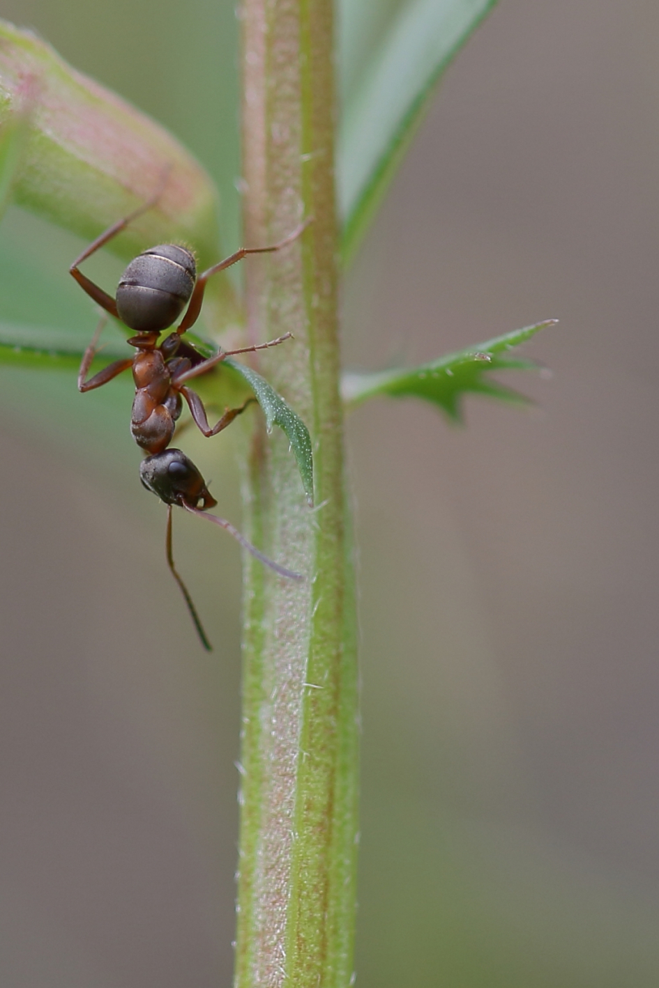 de weg terug.... - Geleedpotigen - gewone bosmier