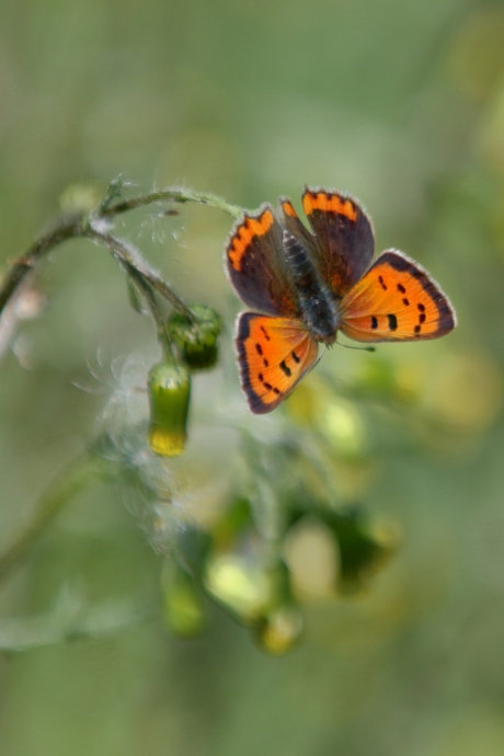 de wereld op z'n kop