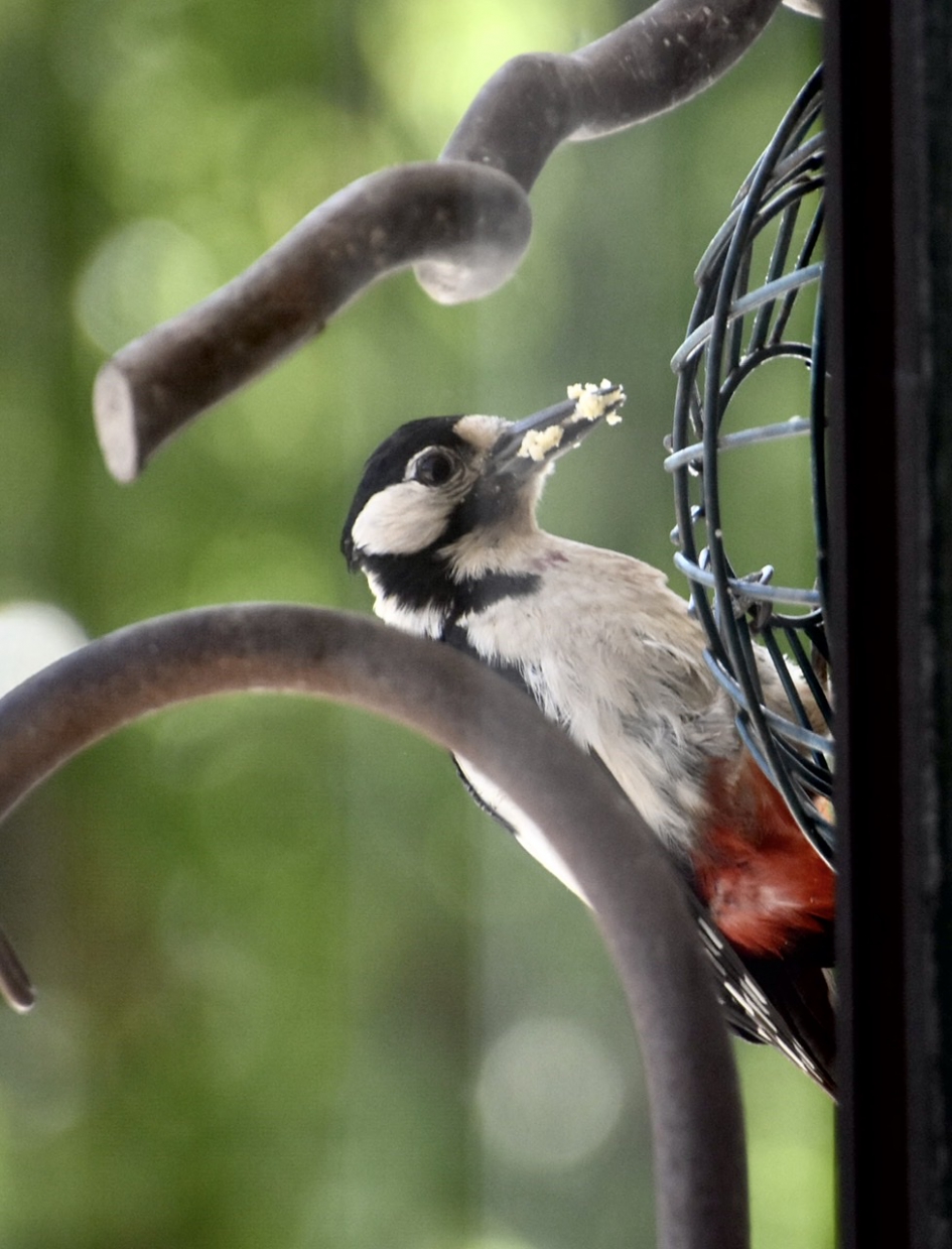 Door dubbel glas... - Vogels - 