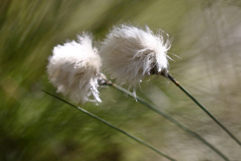 Een-Arig Wollegras - Planten - Een-Arig Wollegras