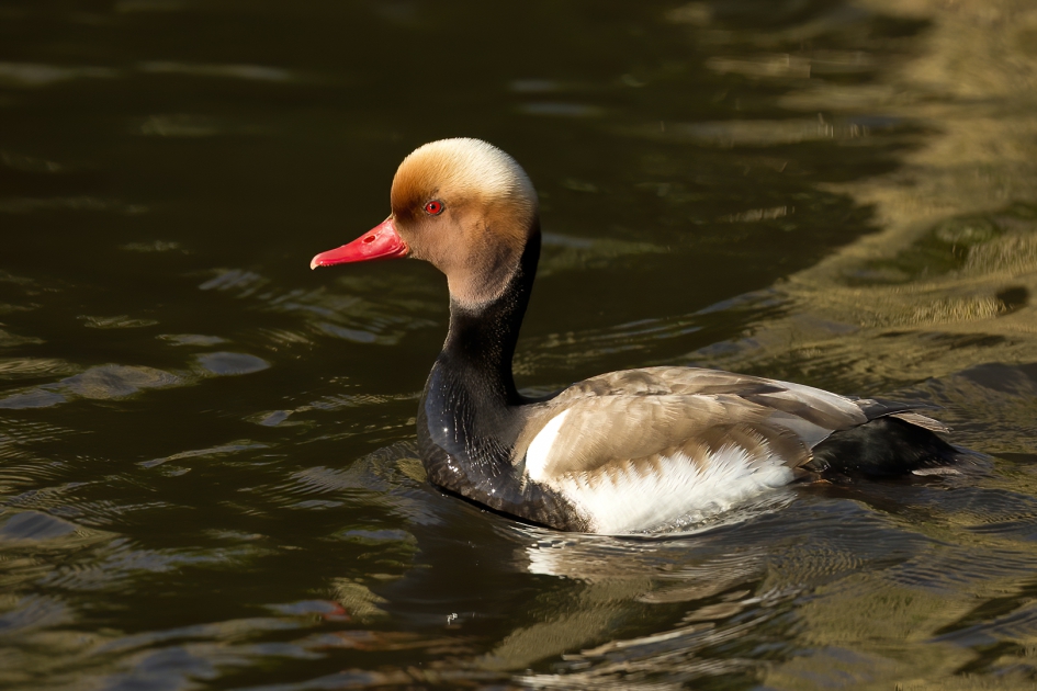 Een Kroonjuweel ... - Vogels - Krooneend