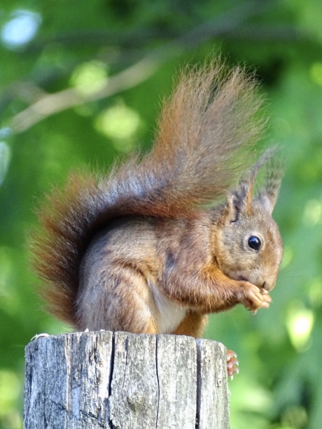 Een nieuwe gast in onze tuin