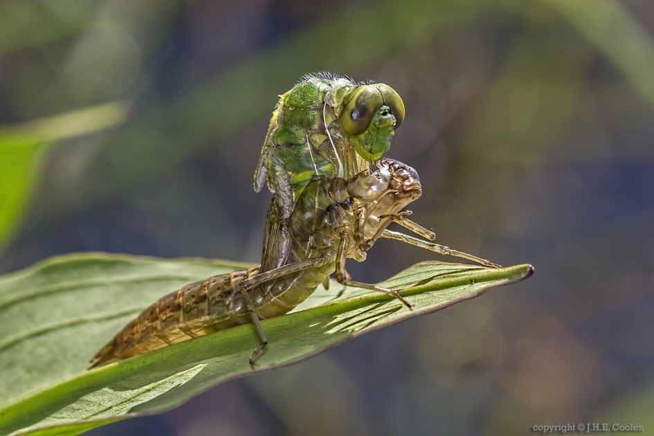Een nieuwe keizer.... - Geleedpotigen - Grote keizerlibel