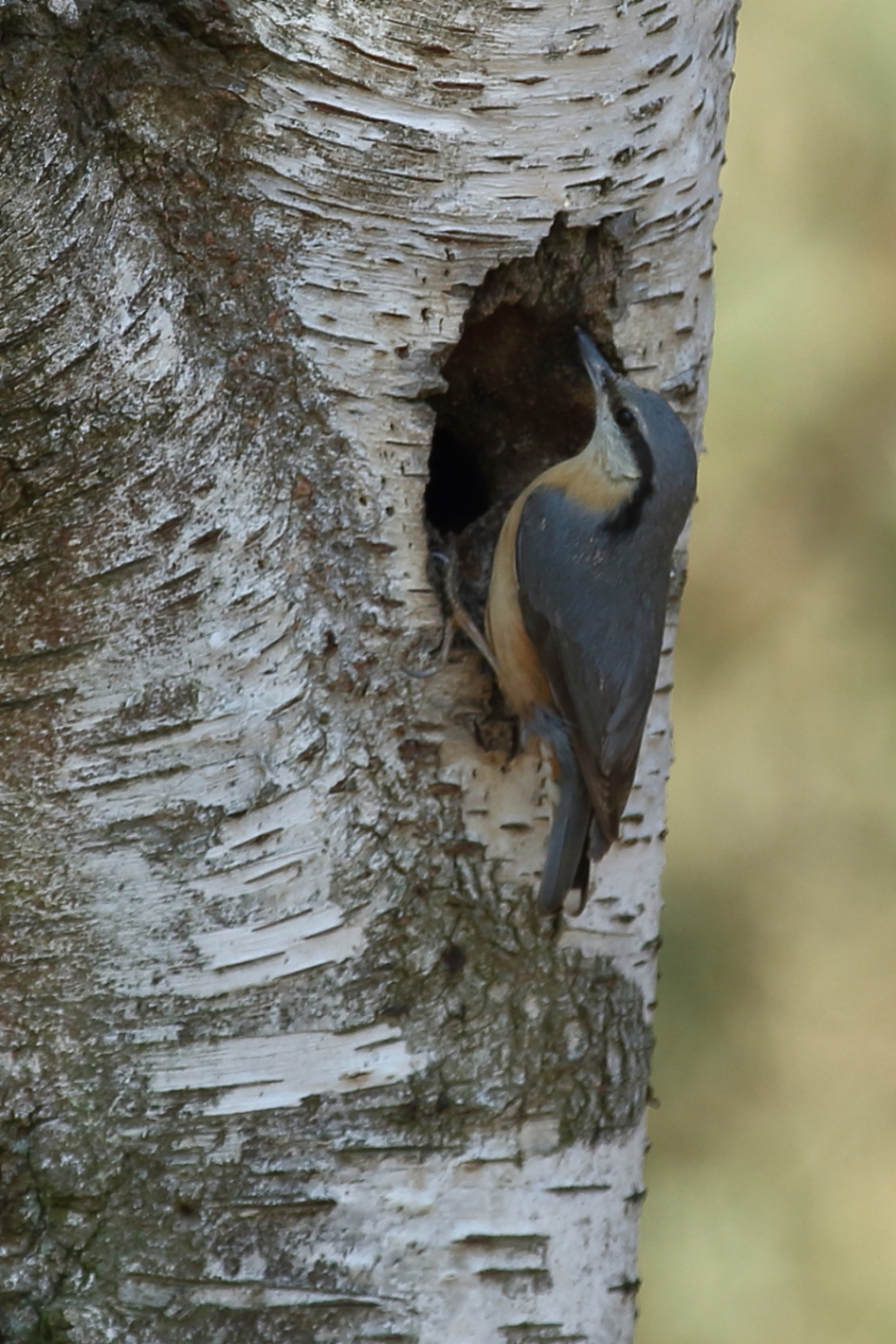 een nieuwe voordeur - Vogels - boomklever