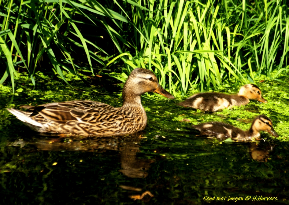 Eend met Jonkies. - Vogels - Eend met Jonkies.