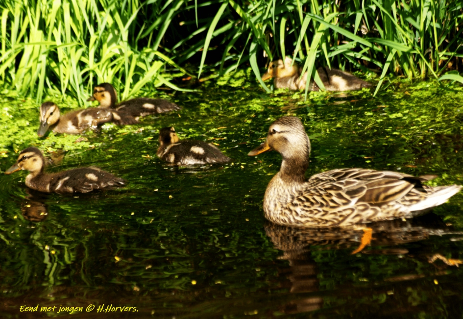 Eend met Jonkies. - Vogels - Eend met Jonkies.
