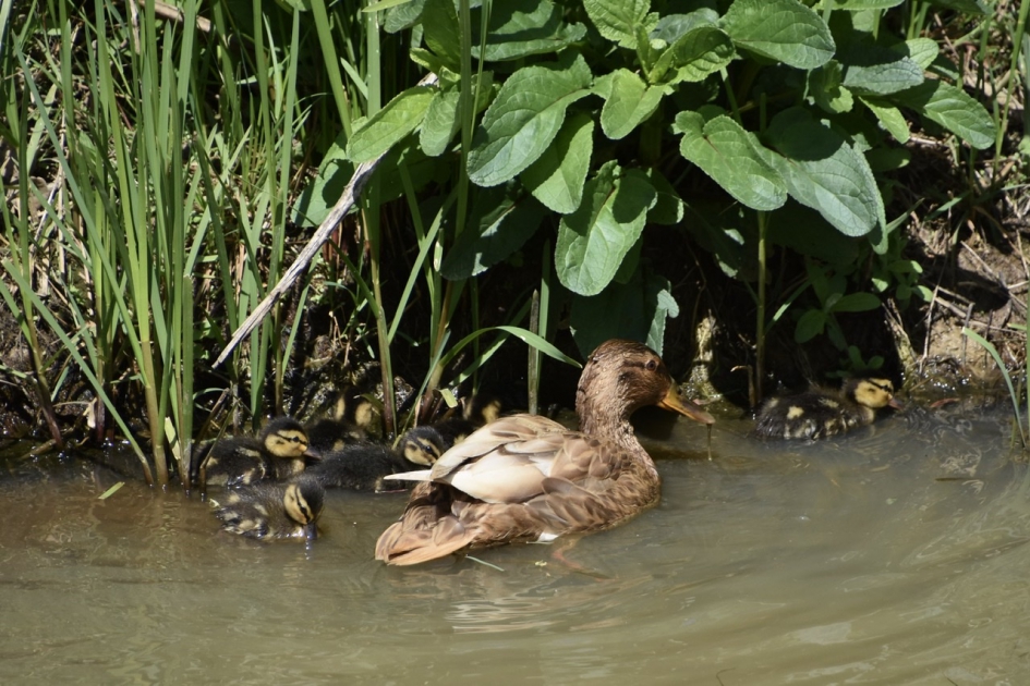 Eend met pulletjes - Vogels - 
