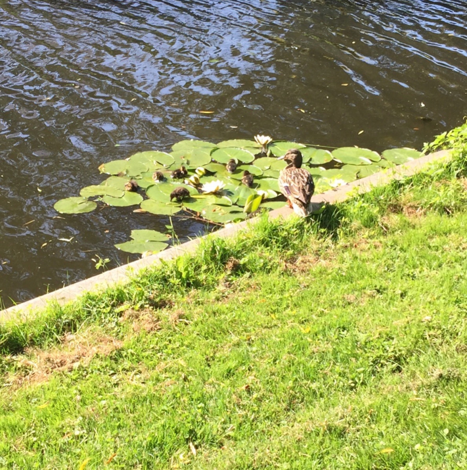 Eendjes op lelyblad - Vogels - 