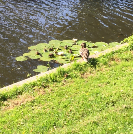 Eendjes op lelyblad