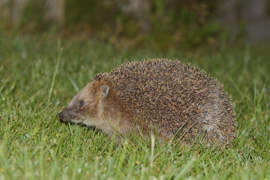 egel - Zoogdieren - egel