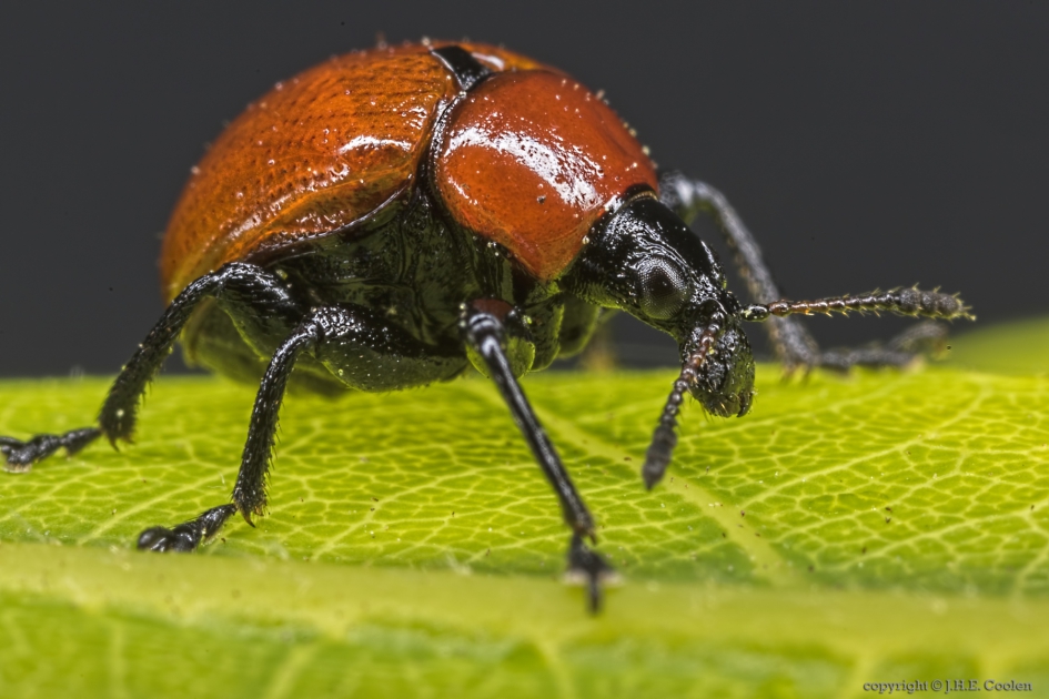 Eikenbladrolkever (Attelabus nitens) - Geleedpotigen - Eikenbladrolkever
