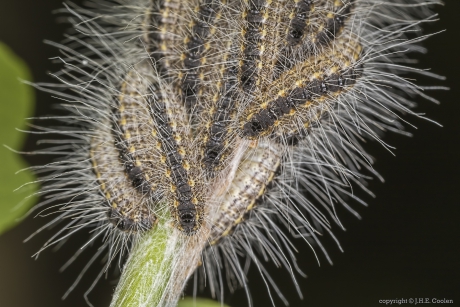 Eikenprocessierups (Thaumetopoea processionea) 1