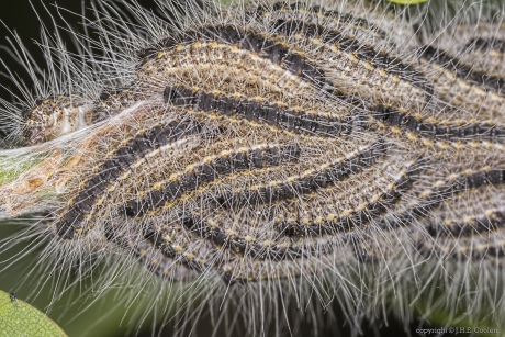 Eikenprocessierups (Thaumetopoea processionea) 2