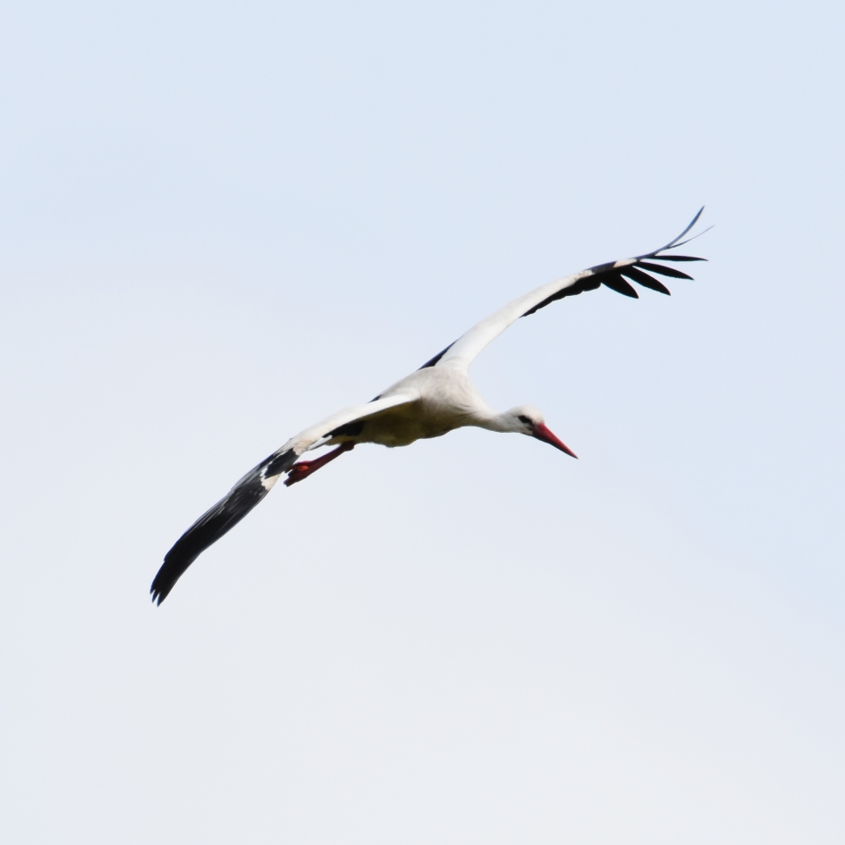 Eindelijk verlost van de scholekster - Vogels - ooievaar