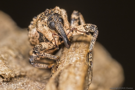 Elzensnuitkever (Cryptorhynchus lapathi)