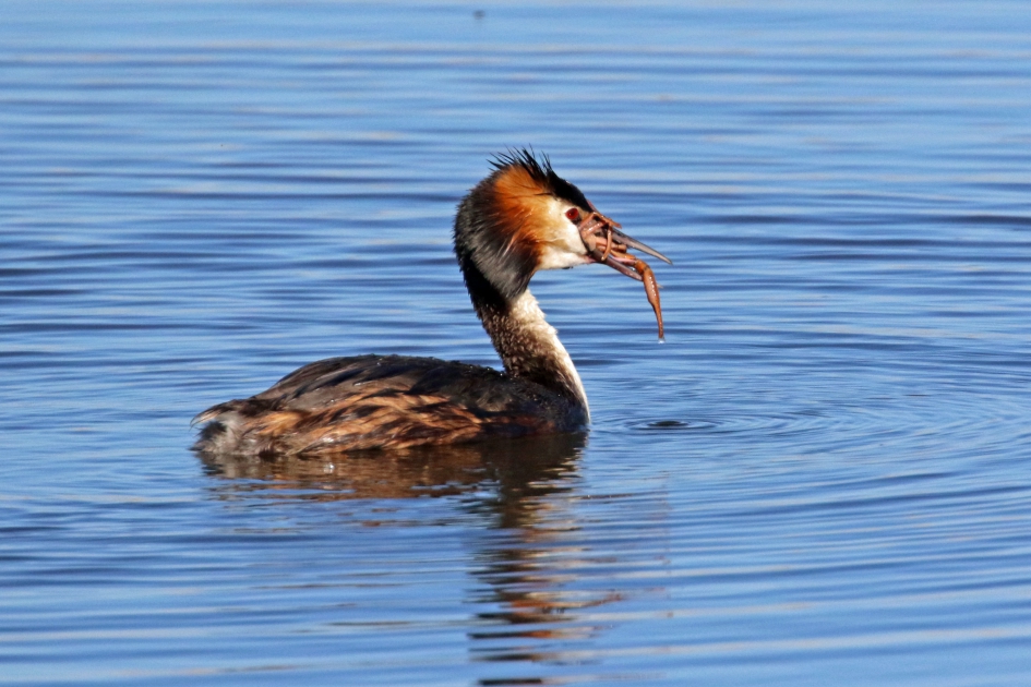 En dat smaakt.. - Vogels - 