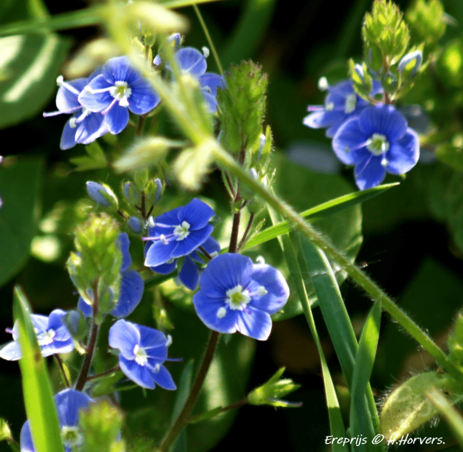 Ereprijs - Planten - Ereprijs
