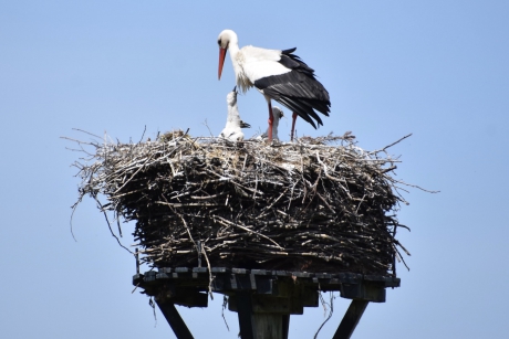 Familie ooievaar