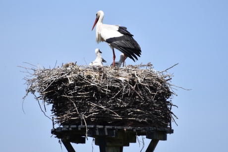 Familie ooievaar